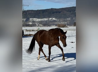 Oldenbourg, Jument, 6 Ans, 169 cm, Alezan brûlé