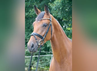 Oldenbourg, Jument, 6 Ans, 169 cm, Bai brun