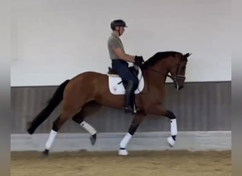 Oldenbourg, Jument, 6 Ans, 169 cm, Bai brun