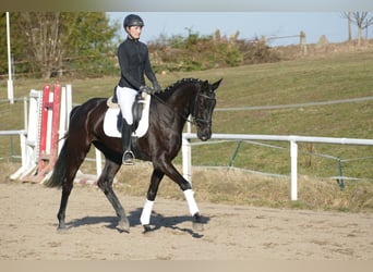 Oldenbourg, Jument, 6 Ans, 169 cm, Noir