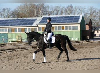 Oldenbourg, Jument, 6 Ans, 169 cm, Noir