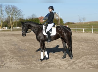 Oldenbourg, Jument, 6 Ans, 169 cm, Noir