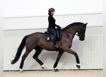 Oldenbourg, Jument, 6 Ans, 169 cm, Noir