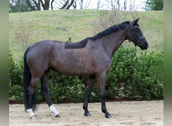 Oldenbourg, Jument, 6 Ans, 169 cm, Noir