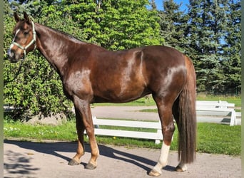Oldenbourg, Jument, 6 Ans, 170 cm, Alezan brûlé