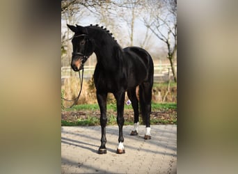 Oldenbourg, Jument, 6 Ans, 170 cm, Bai brun