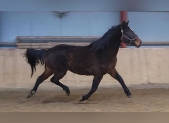 Oldenbourg, Jument, 6 Ans, 170 cm, Bai