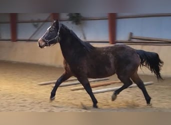 Oldenbourg, Jument, 6 Ans, 170 cm, Bai