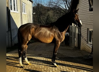 Oldenbourg, Jument, 6 Ans, 170 cm, Bai