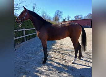 Oldenbourg, Jument, 6 Ans, 170 cm, Bai