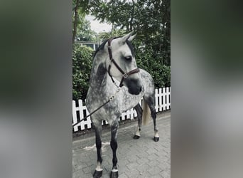 Oldenbourg, Jument, 6 Ans, 170 cm