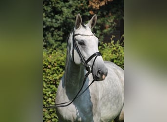 Oldenbourg, Jument, 6 Ans, 170 cm, Gris