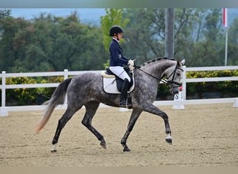 Oldenbourg, Jument, 6 Ans, 170 cm, Gris pommelé