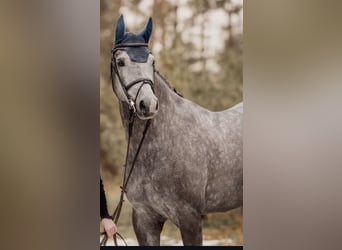Oldenbourg, Jument, 6 Ans, 170 cm, Gris pommelé