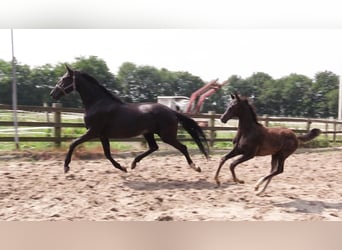 Oldenbourg, Jument, 6 Ans, 170 cm, Noir