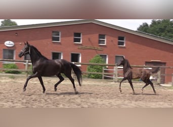 Oldenbourg, Jument, 6 Ans, 170 cm, Noir