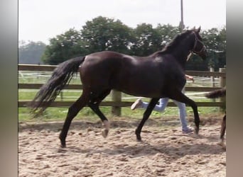 Oldenbourg, Jument, 6 Ans, 170 cm, Noir