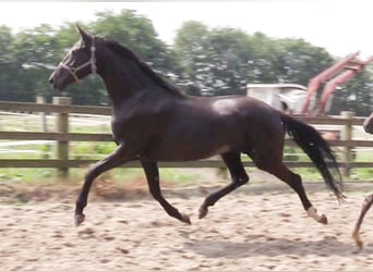 Oldenbourg, Jument, 6 Ans, 170 cm, Noir