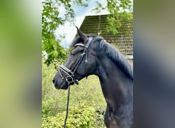 Oldenbourg, Jument, 6 Ans, 170 cm, Noir