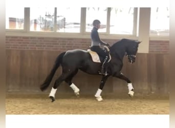 Oldenbourg, Jument, 6 Ans, 170 cm, Noir