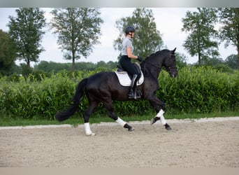 Oldenbourg, Jument, 6 Ans, 170 cm, Noir