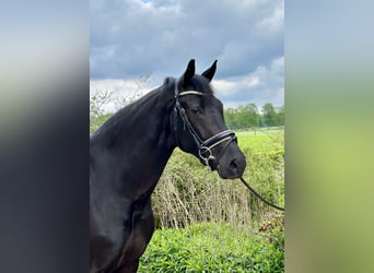 Oldenbourg, Jument, 6 Ans, 170 cm, Noir