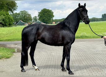 Oldenbourg, Jument, 6 Ans, 170 cm, Noir