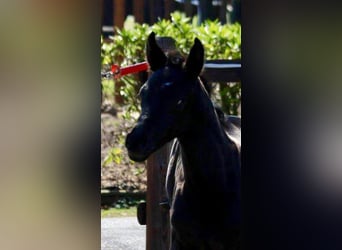 Oldenbourg, Jument, 6 Ans, 170 cm, Noir