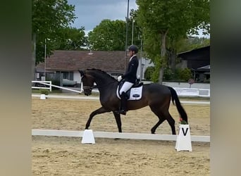 Oldenbourg, Jument, 6 Ans, 171 cm, Bai brun