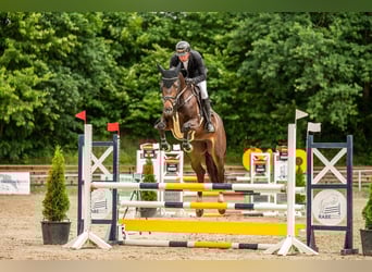 Oldenbourg, Jument, 6 Ans, 171 cm