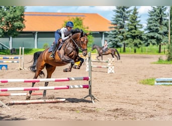 Oldenbourg, Jument, 6 Ans, 172 cm, Bai brun