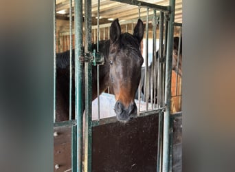 Oldenbourg, Jument, 6 Ans, 172 cm, Bai