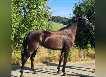 Oldenbourg, Jument, 6 Ans, 172 cm, Noir