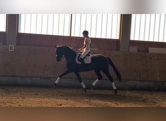 Oldenbourg, Jument, 6 Ans, 172 cm, Noir