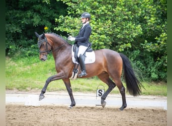 Oldenbourg, Jument, 6 Ans, 173 cm, Bai