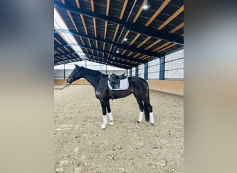 Oldenbourg, Jument, 6 Ans, 174 cm, Bai brun foncé