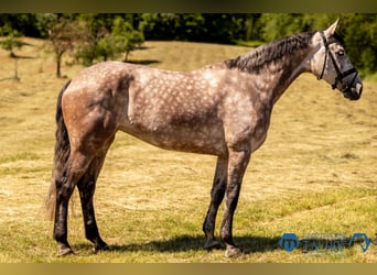 Oldenbourg, Jument, 6 Ans, 175 cm, Gris