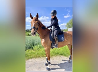 Oldenbourg, Jument, 6 Ans, 176 cm, Alezan