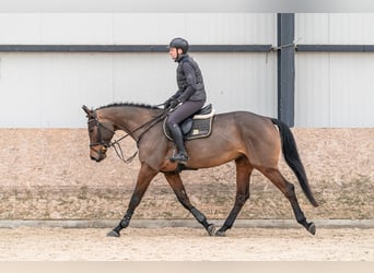 Oldenbourg, Jument, 6 Ans, 179 cm, Bai cerise