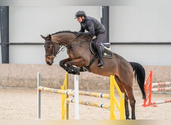 Oldenbourg, Jument, 6 Ans, 179 cm, Bai cerise