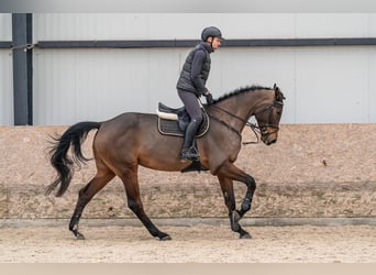 Oldenbourg, Jument, 6 Ans, 179 cm, Bai cerise