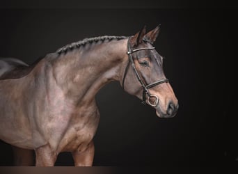 Oldenbourg, Jument, 6 Ans, 179 cm, Bai cerise