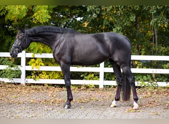 Oldenbourg, Jument, 6 Ans, 179 cm, Noir