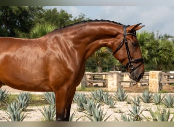 Oldenbourg, Jument, 6 Ans, Bai cerise