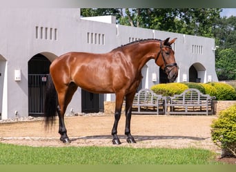 Oldenbourg, Jument, 6 Ans, Bai cerise