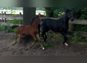 Oldenbourg, Jument, 6 Ans, Bai