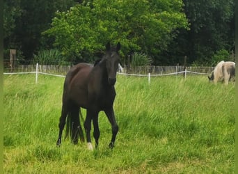 Oldenbourg, Jument, 6 Ans, Noir