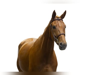 Oldenbourg, Jument, 7 Ans, 160 cm, Alezan