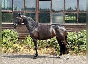 Oldenbourg, Jument, 7 Ans, 161 cm, Bai brun foncé