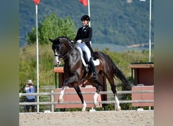 Oldenbourg, Jument, 7 Ans, 162 cm, Bai brun foncé